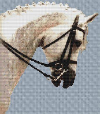 (image for) Dressage Horse